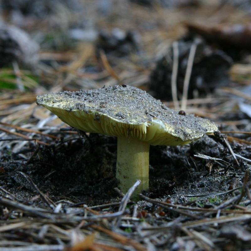 Tricholoma equestre β yellow-green cap with sulfur-yellow gills